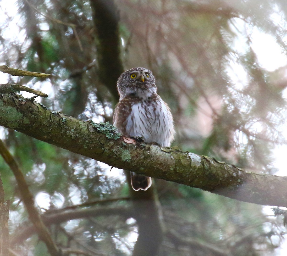 Eurasian Pygmy-Owl - ML619671308