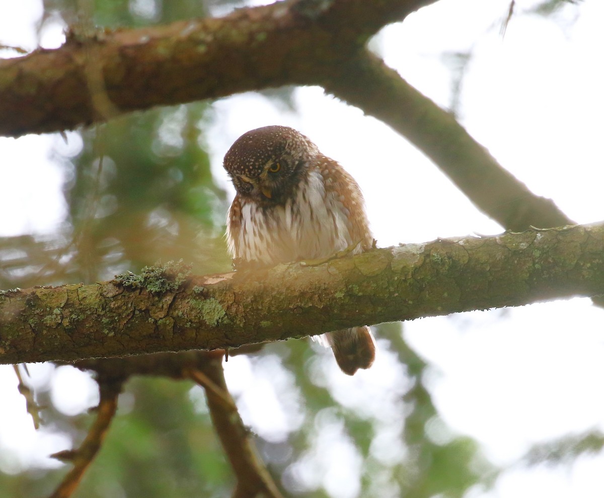 Eurasian Pygmy-Owl - ML619671312