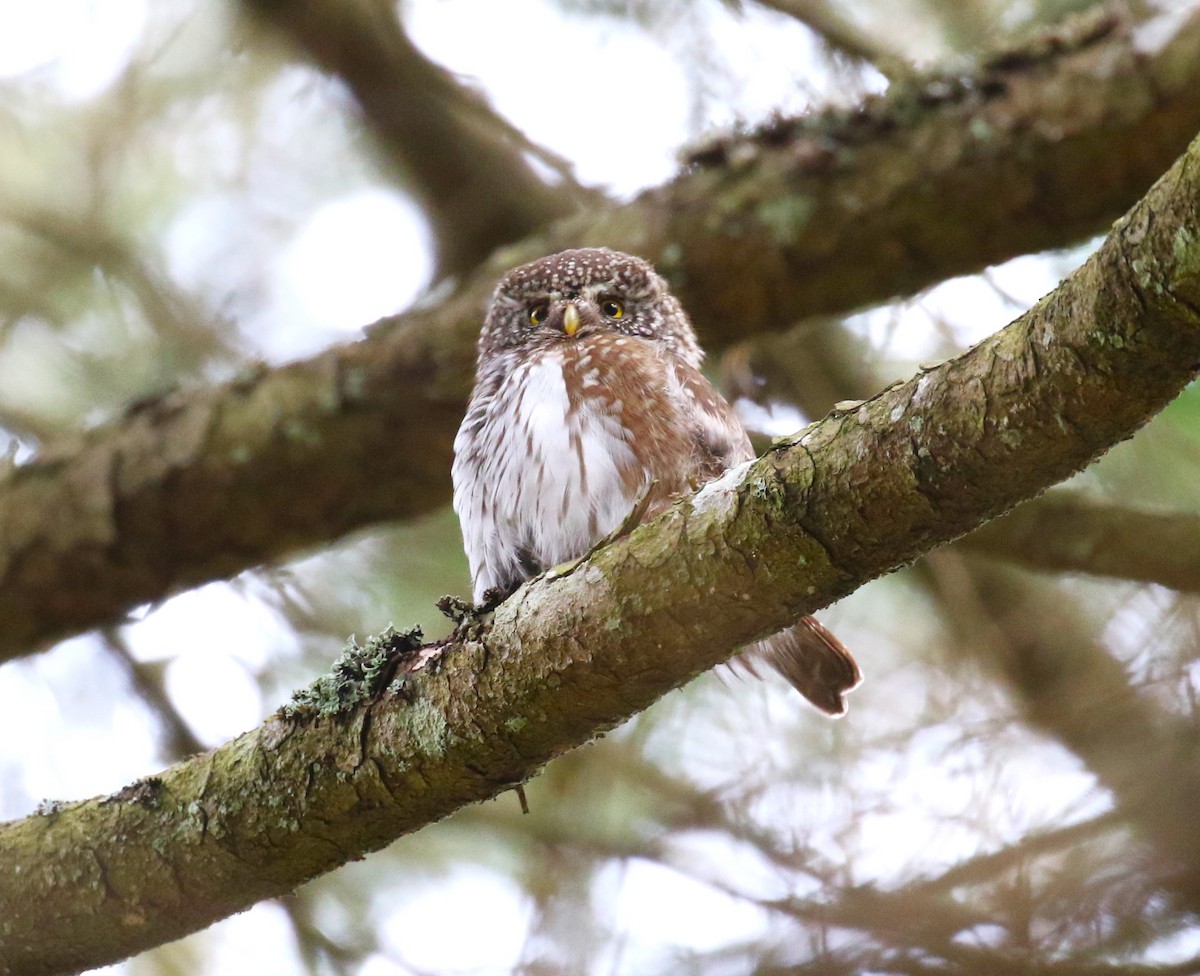Eurasian Pygmy-Owl - ML619671313
