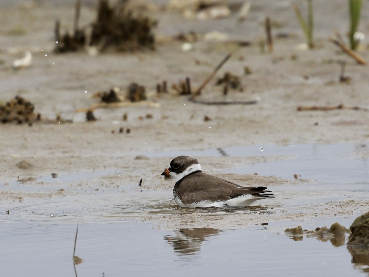 Semipalmated Plover - ML619671322