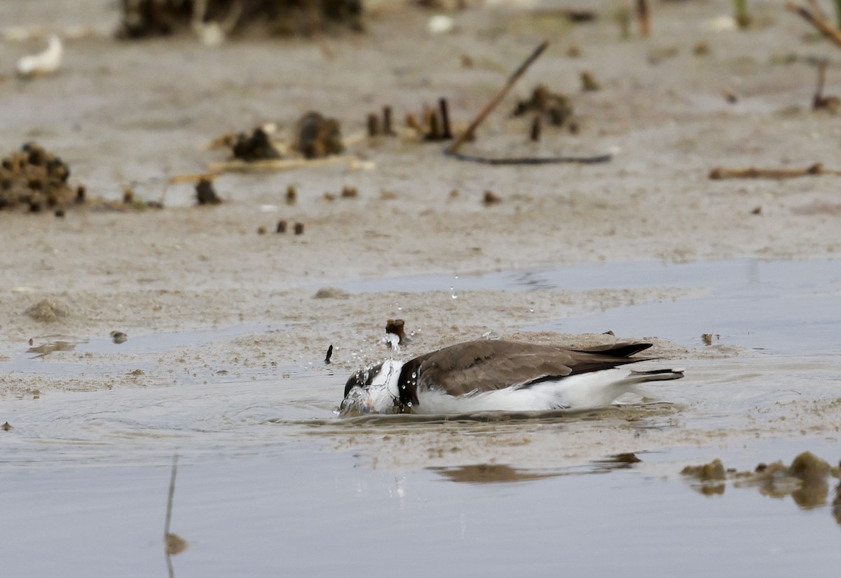 Semipalmated Plover - ML619671353
