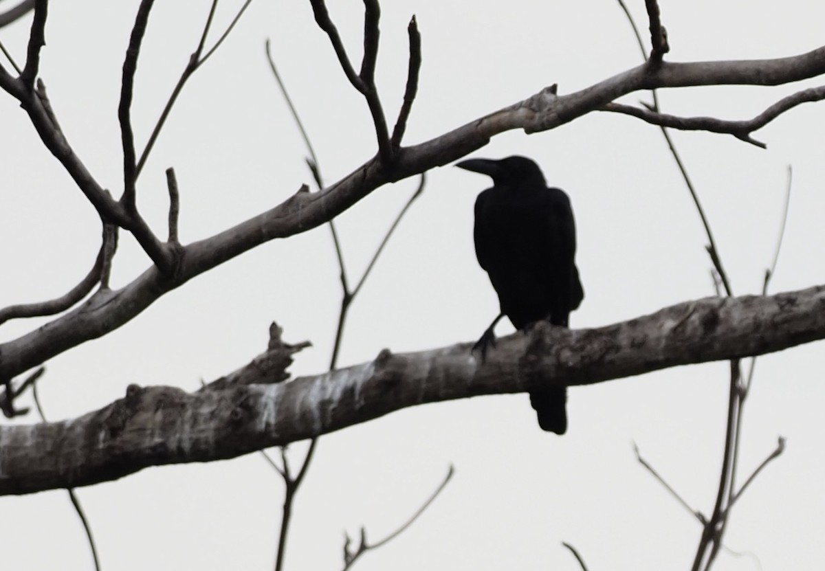 Large-billed Crow - ML619671357