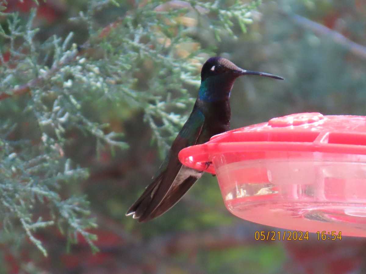 Rivoli's Hummingbird - ML619671364