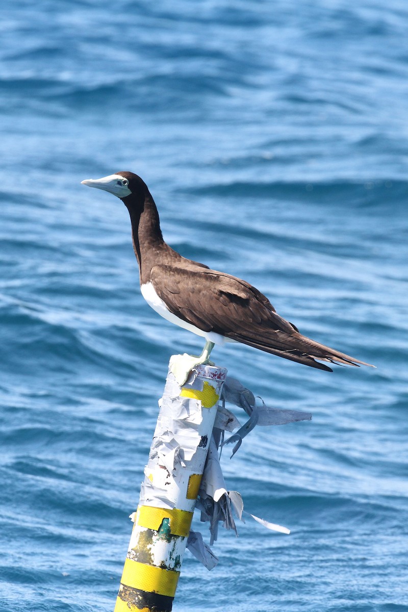 Brown Booby - ML619671396