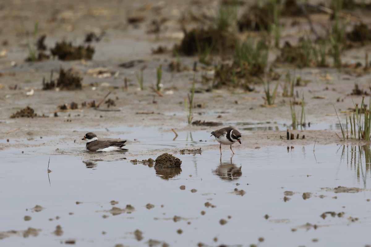 Semipalmated Plover - ML619671422