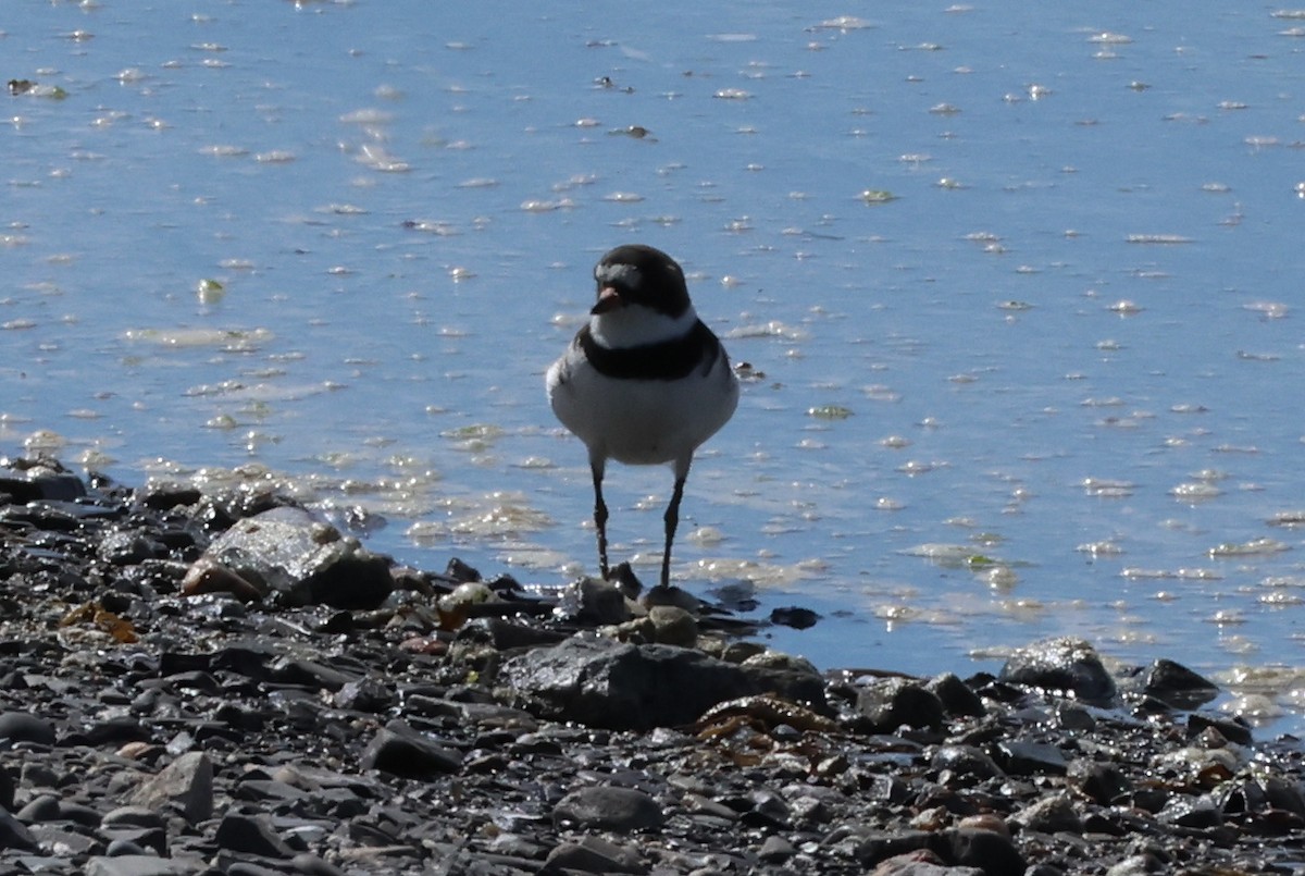 Semipalmated Plover - ML619671434