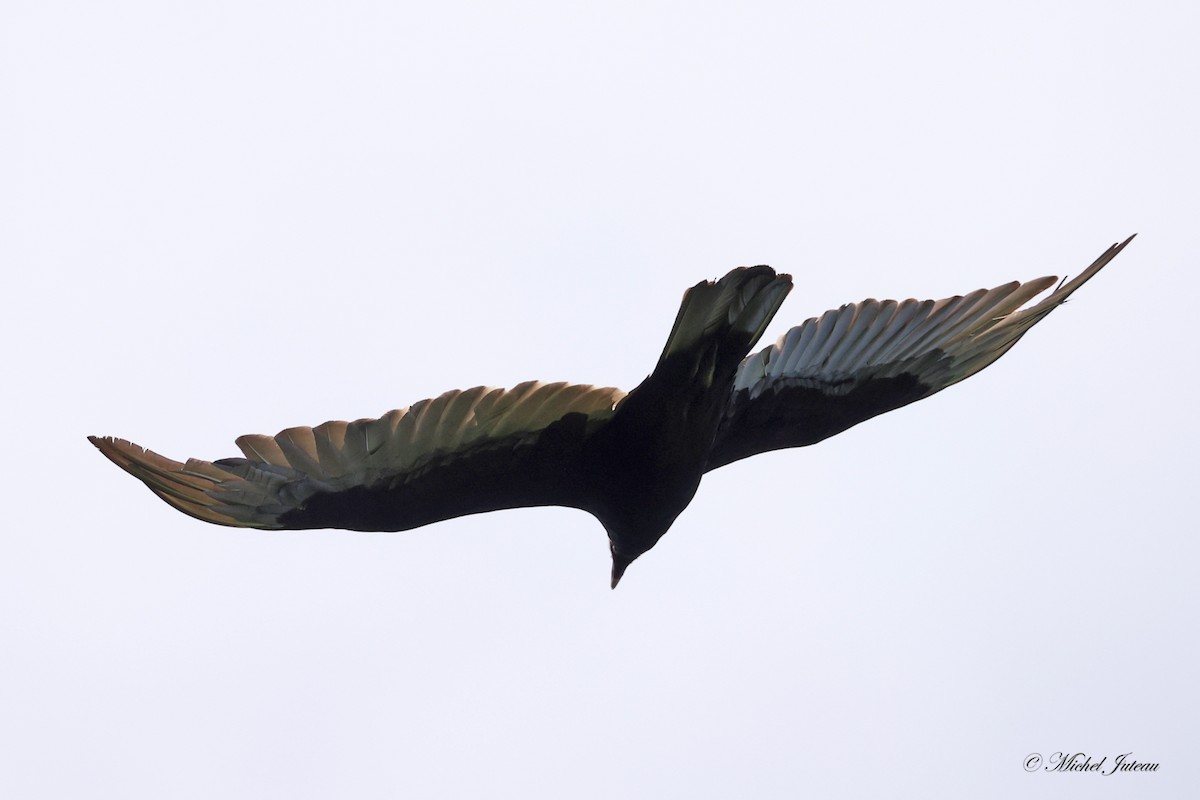 Turkey Vulture - ML619671471