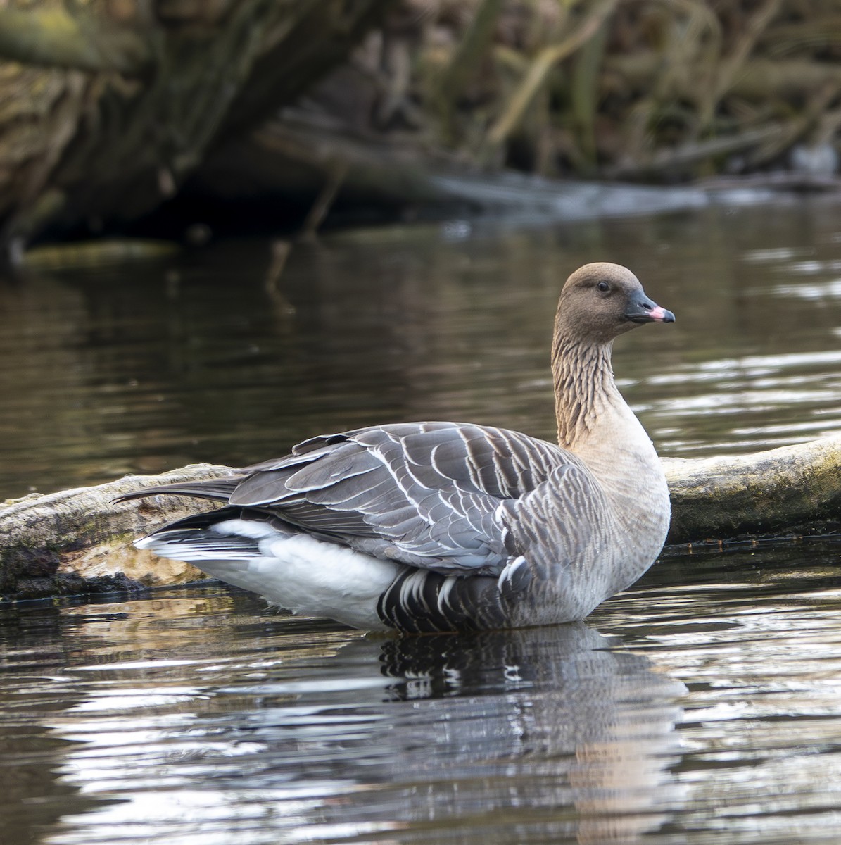 Pink-footed Goose - ML619671476