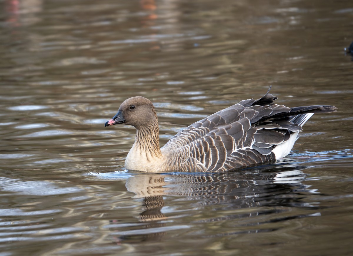 Pink-footed Goose - ML619671477