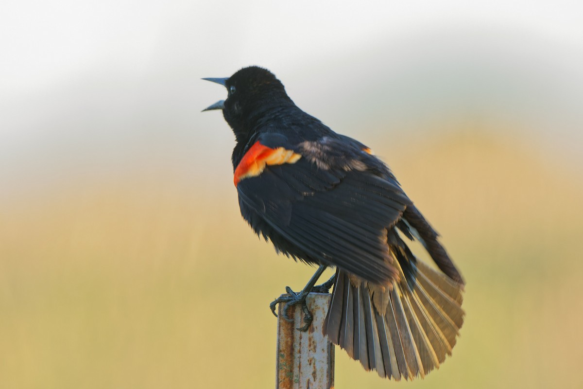 Red-winged Blackbird - ML619671556