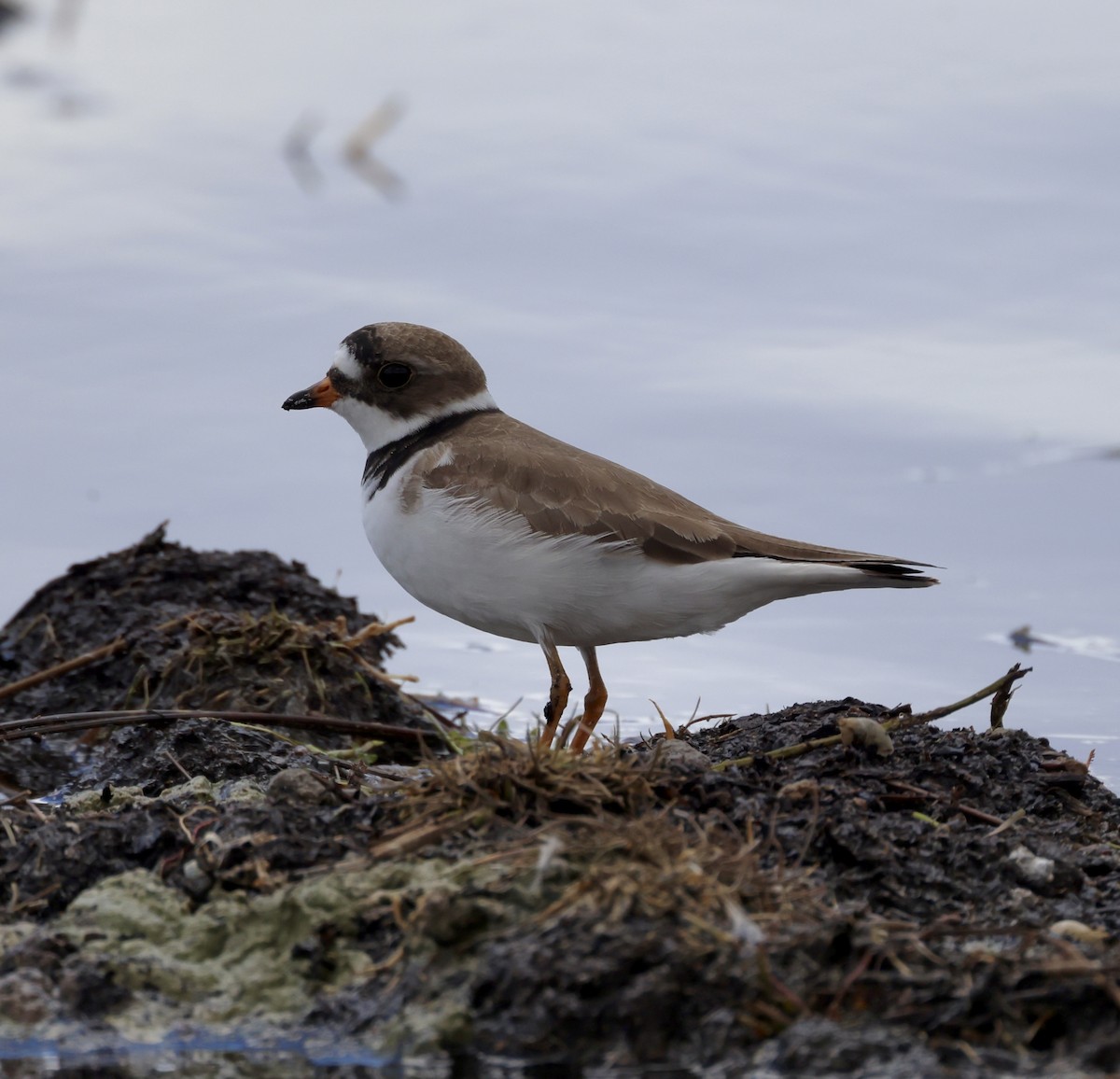 Semipalmated Plover - ML619671558