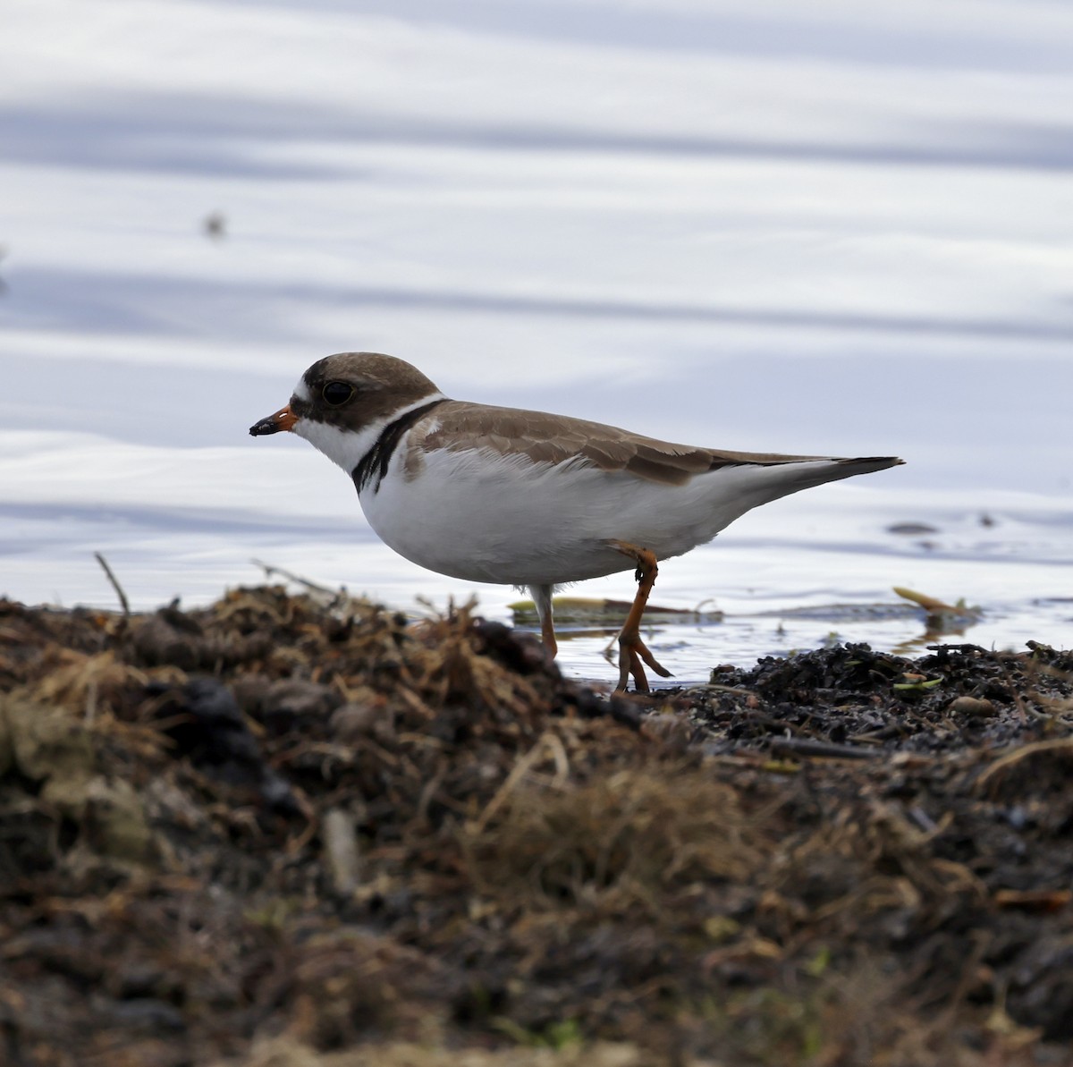 Semipalmated Plover - ML619671559