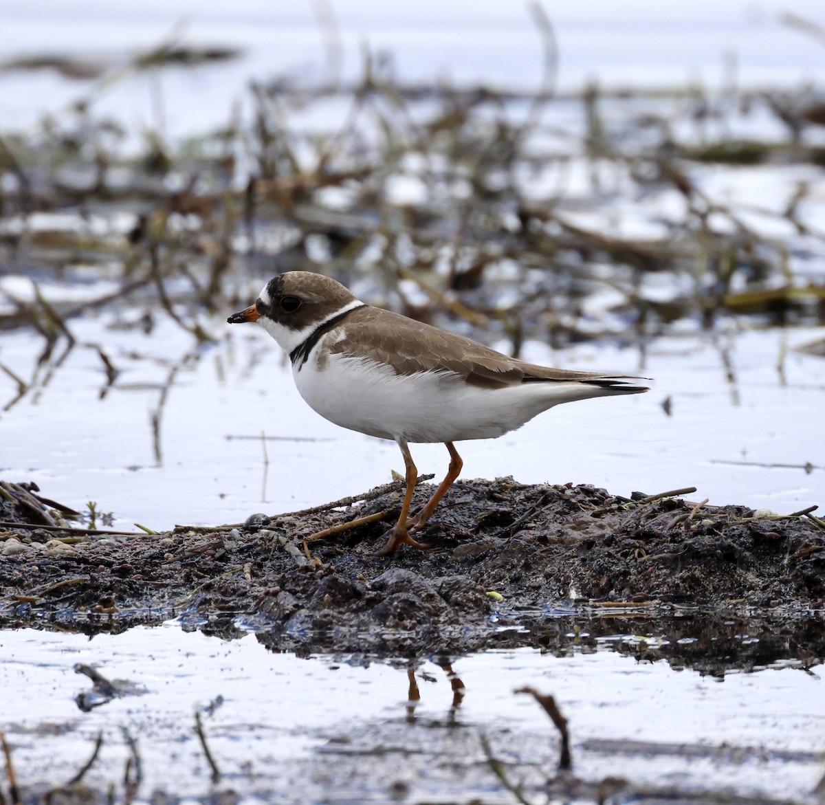 Semipalmated Plover - ML619671560