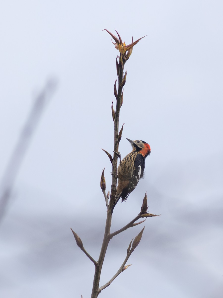 Crimson-naped Woodpecker - ML619671609