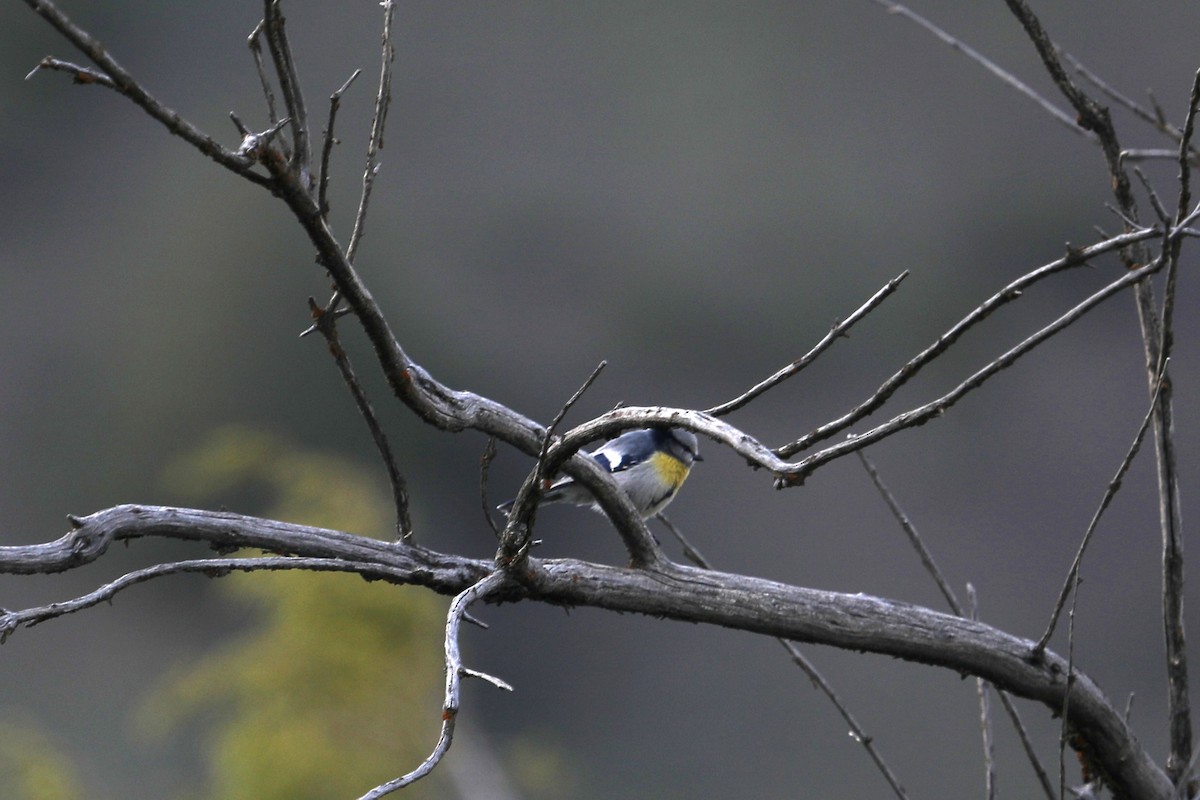 Azure Tit (Yellow-breasted) - ML619671613