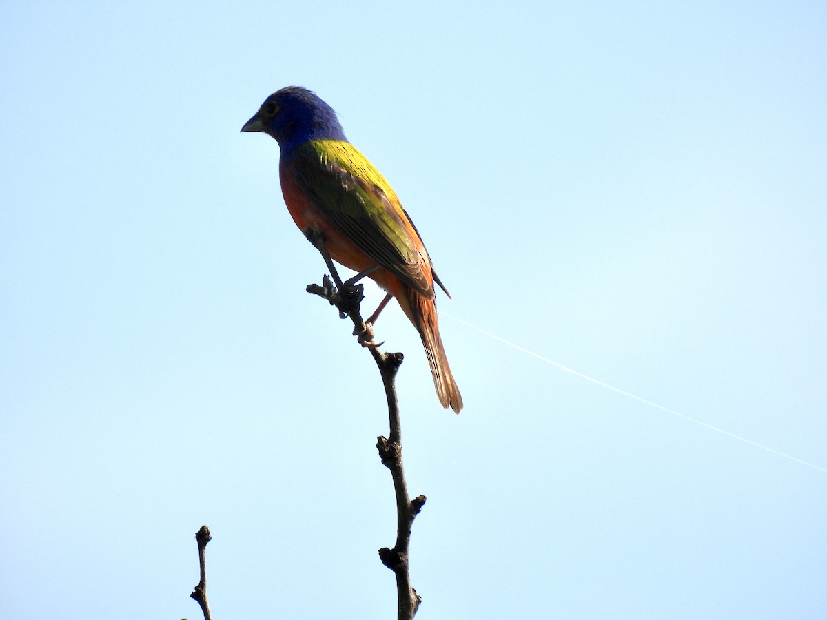 Painted Bunting - ML619671619