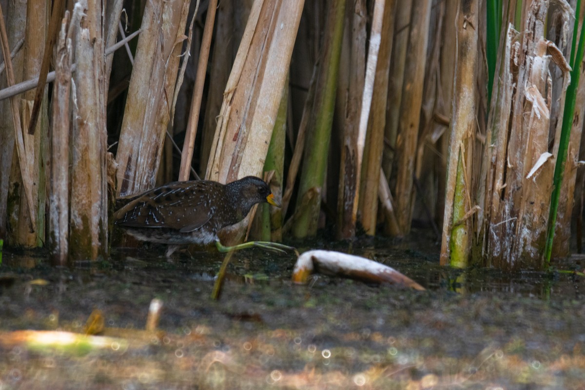 Spotted Crake - ML619671641