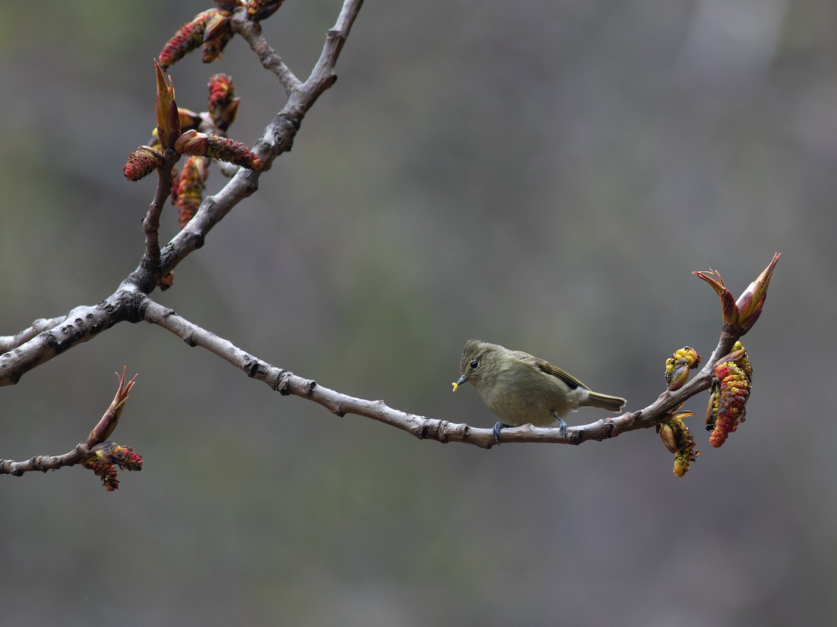Yellow-browed Tit - ML619671651