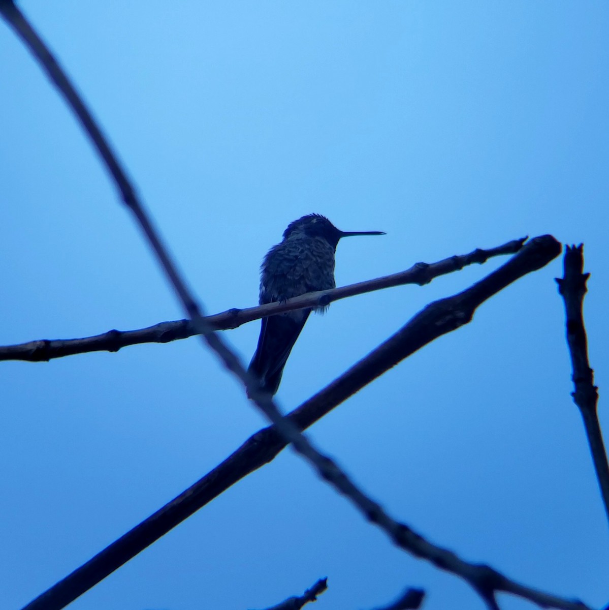 Anna's Hummingbird - ML619671710