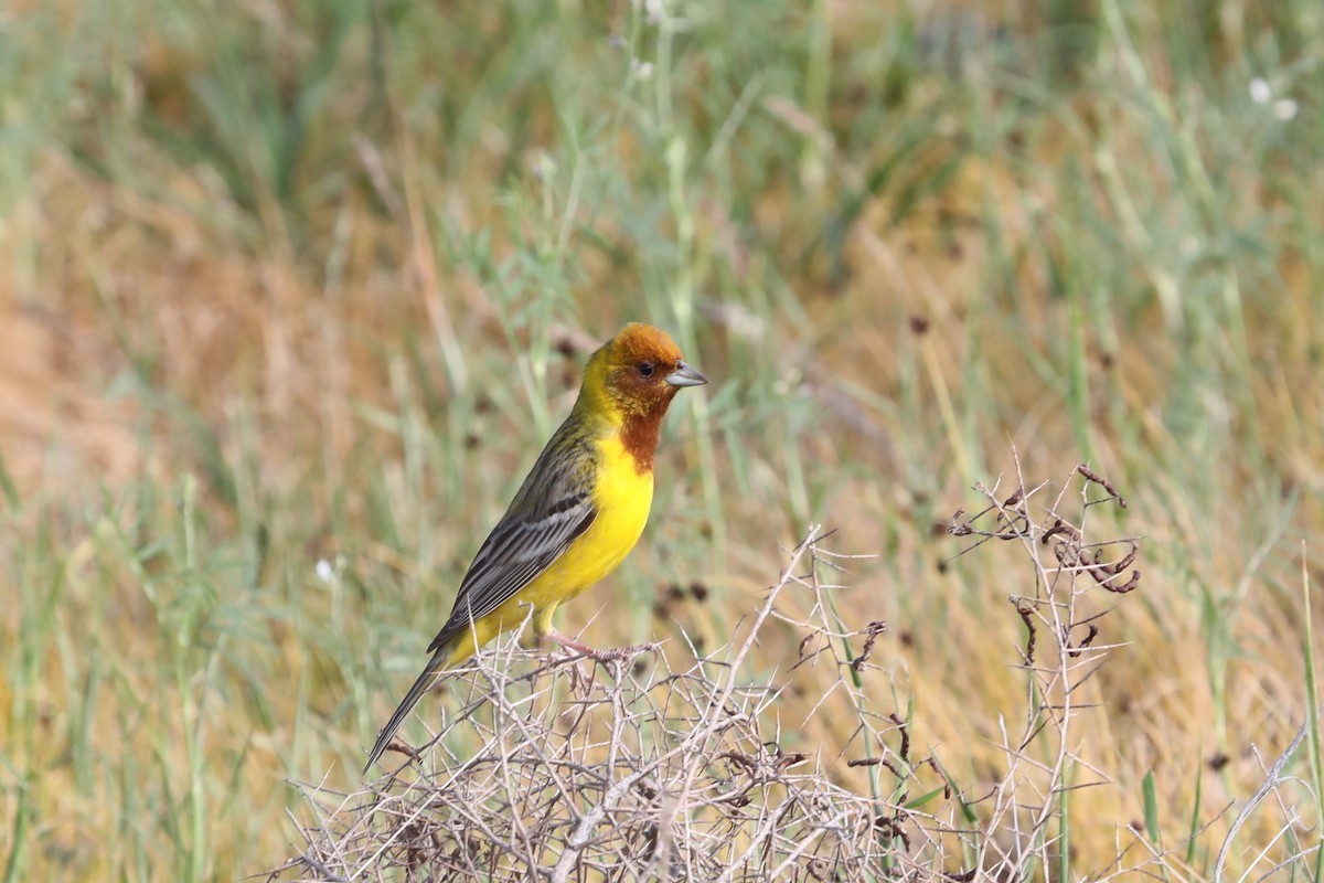 Red-headed Bunting - ML619671749