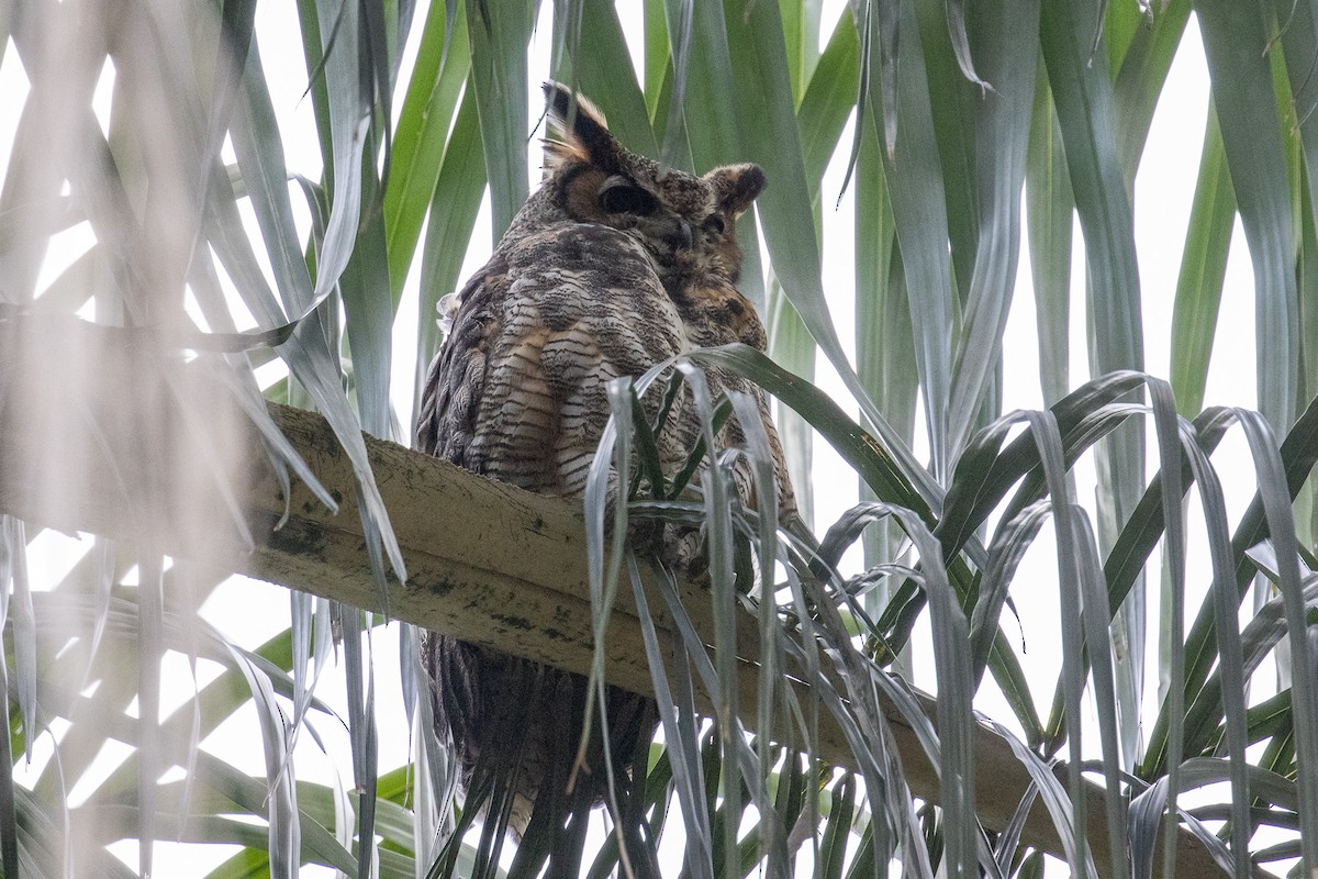 Great Horned Owl - ML619671761