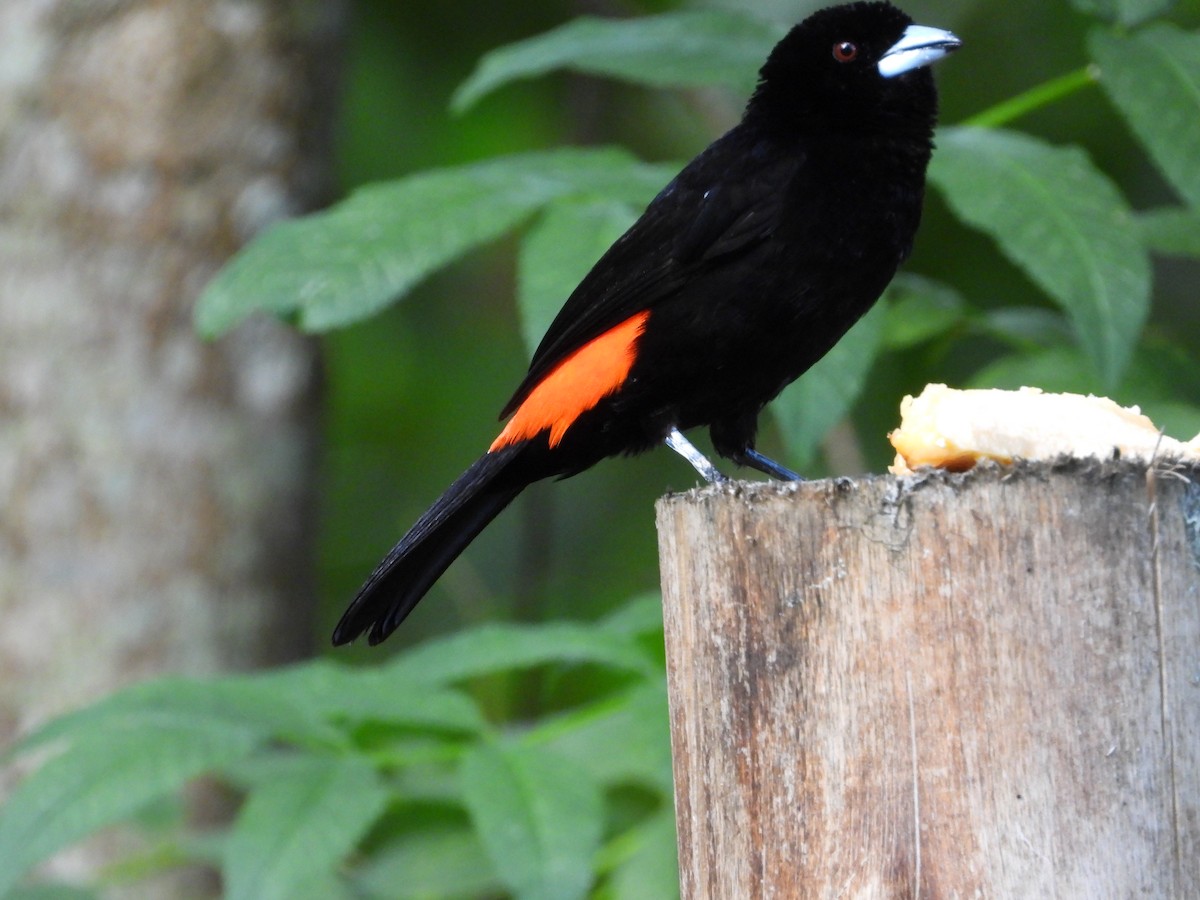 Flame-rumped Tanager - ML619671773
