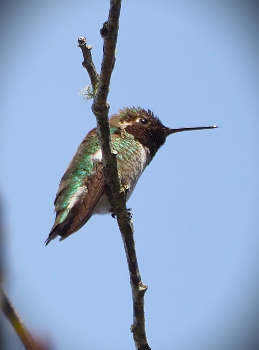 Anna's Hummingbird - ML619671776