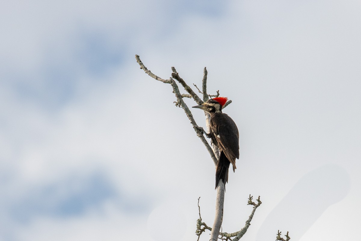 Pileated Woodpecker - ML619671779
