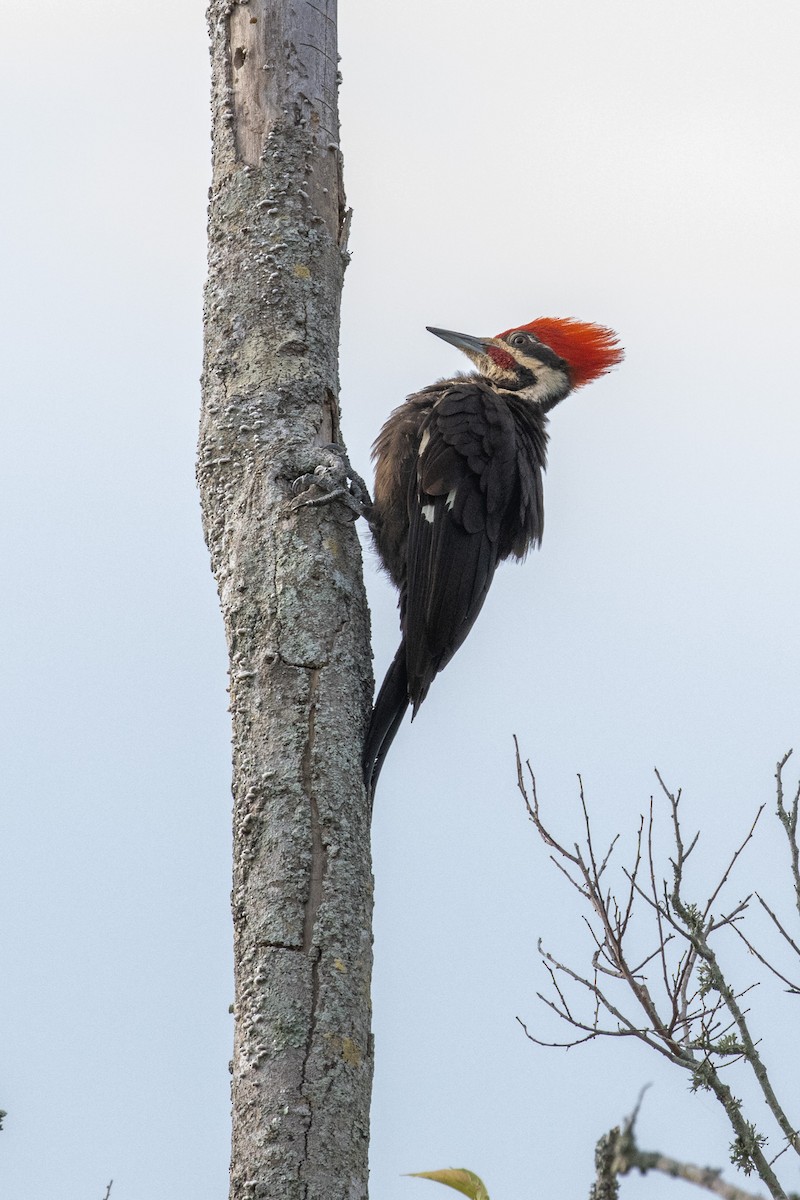 Pileated Woodpecker - ML619671780