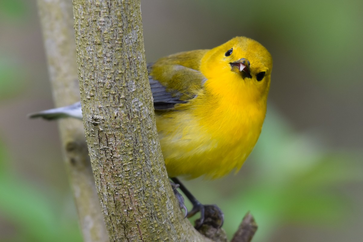 Prothonotary Warbler - ML619671782