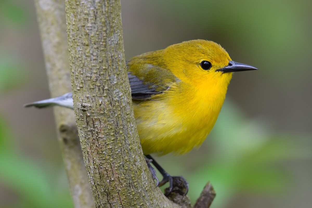 Prothonotary Warbler - ML619671791