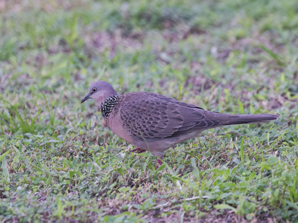 Spotted Dove - ML619671806