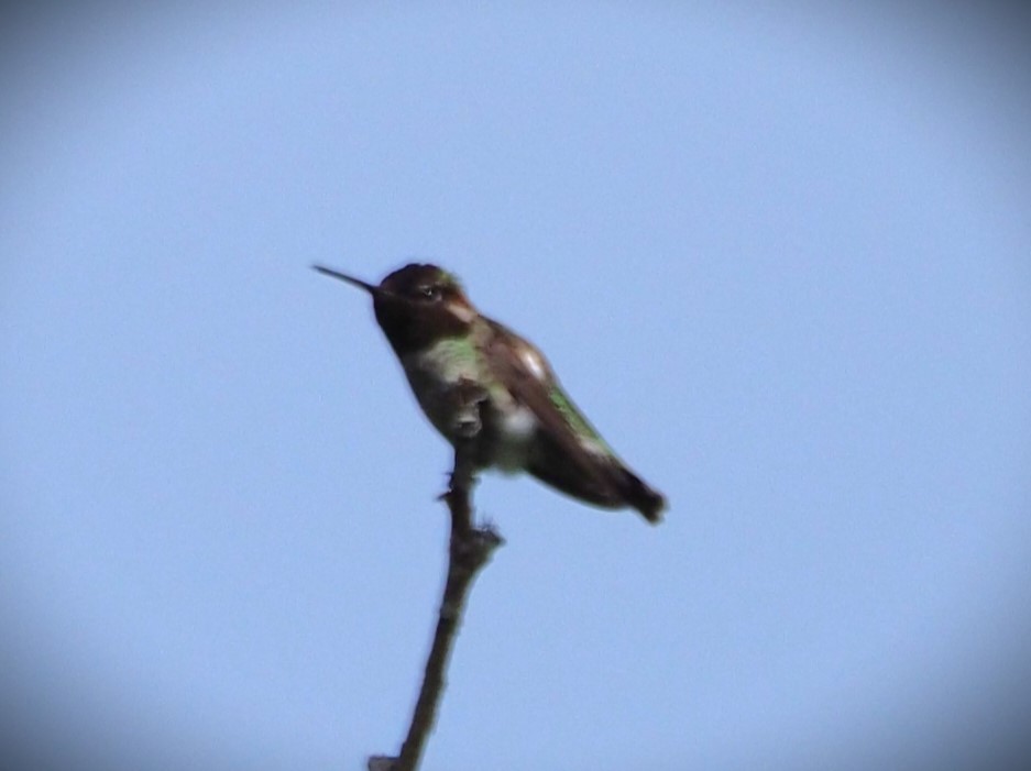 Anna's Hummingbird - ML619671809
