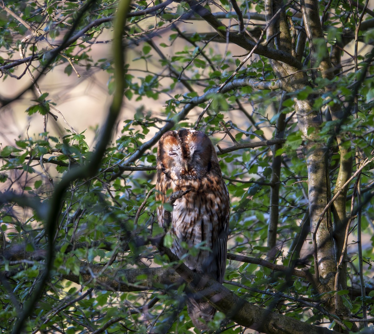 Tawny Owl - ML619671829