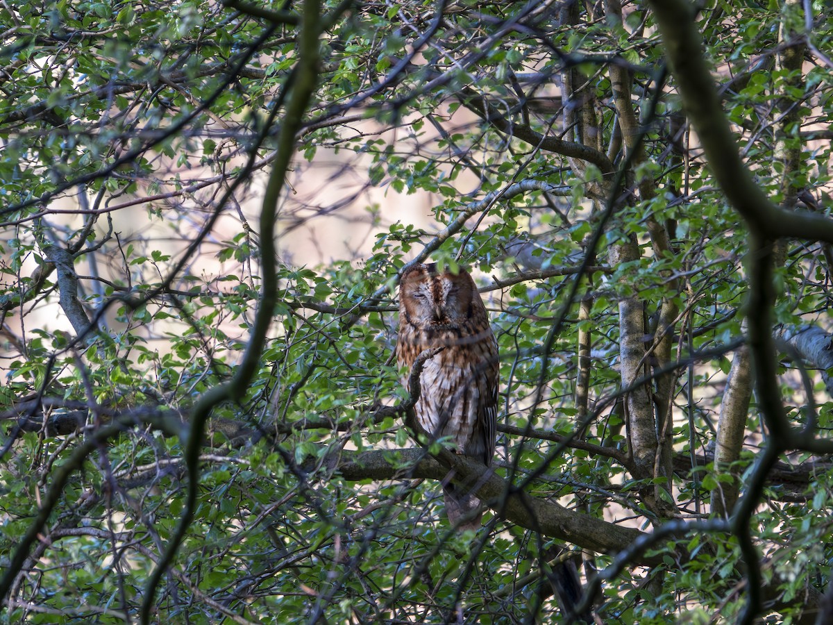 Tawny Owl - ML619671830