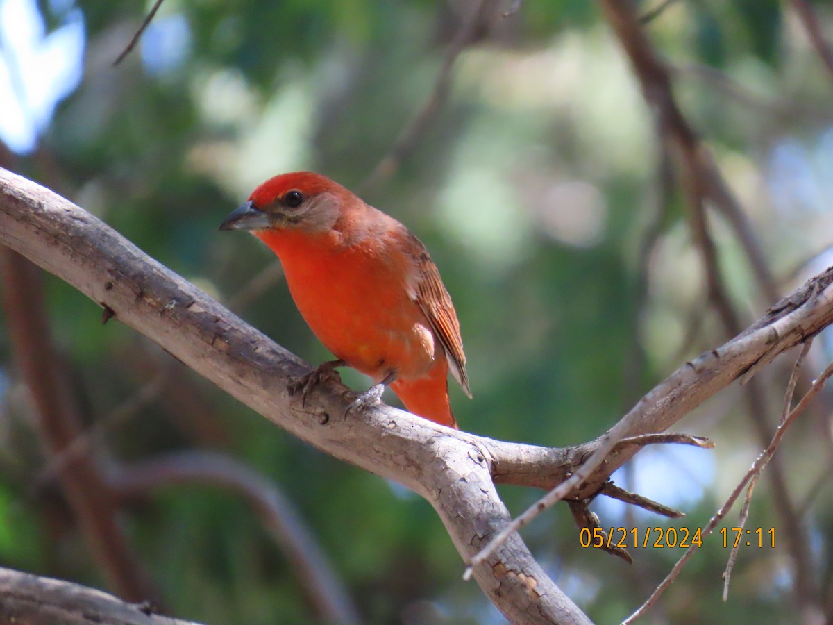 Hepatic Tanager - ML619671844