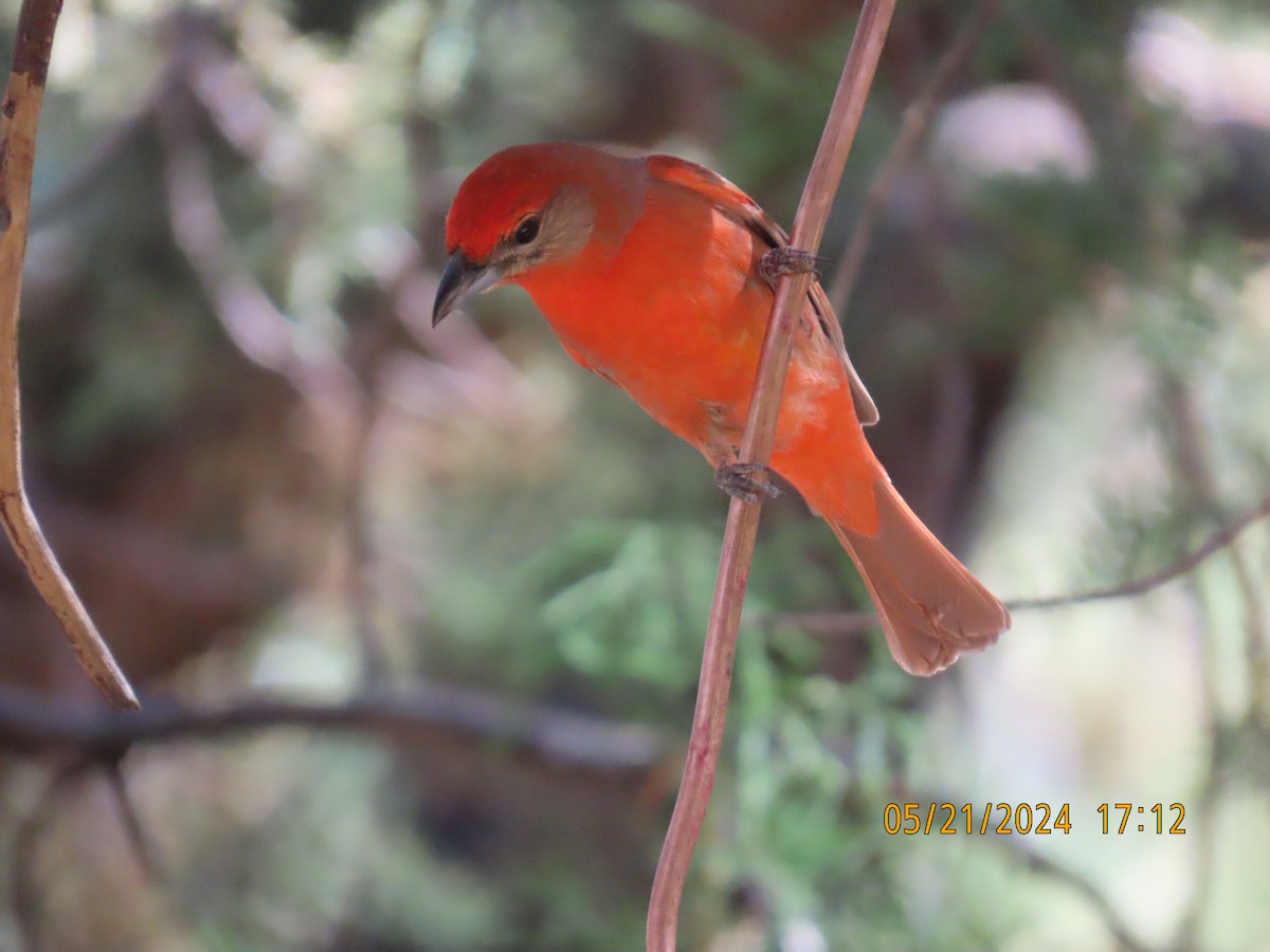 Hepatic Tanager - ML619671849