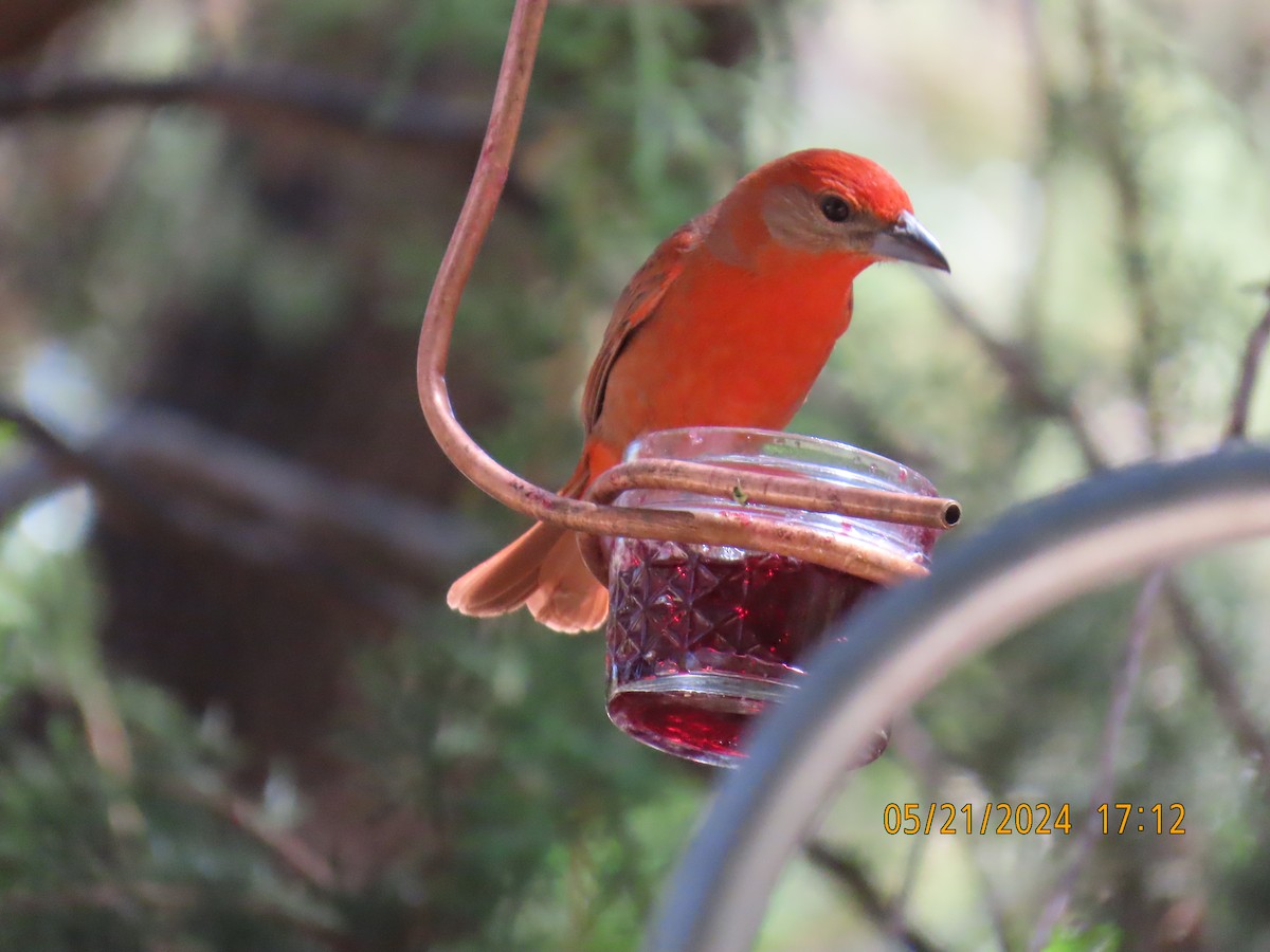 Hepatic Tanager - ML619671854