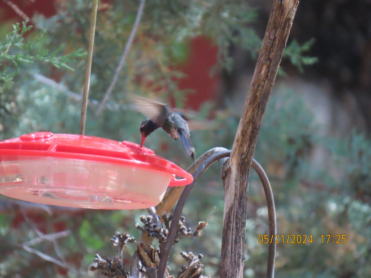 Broad-billed Hummingbird - ML619671867