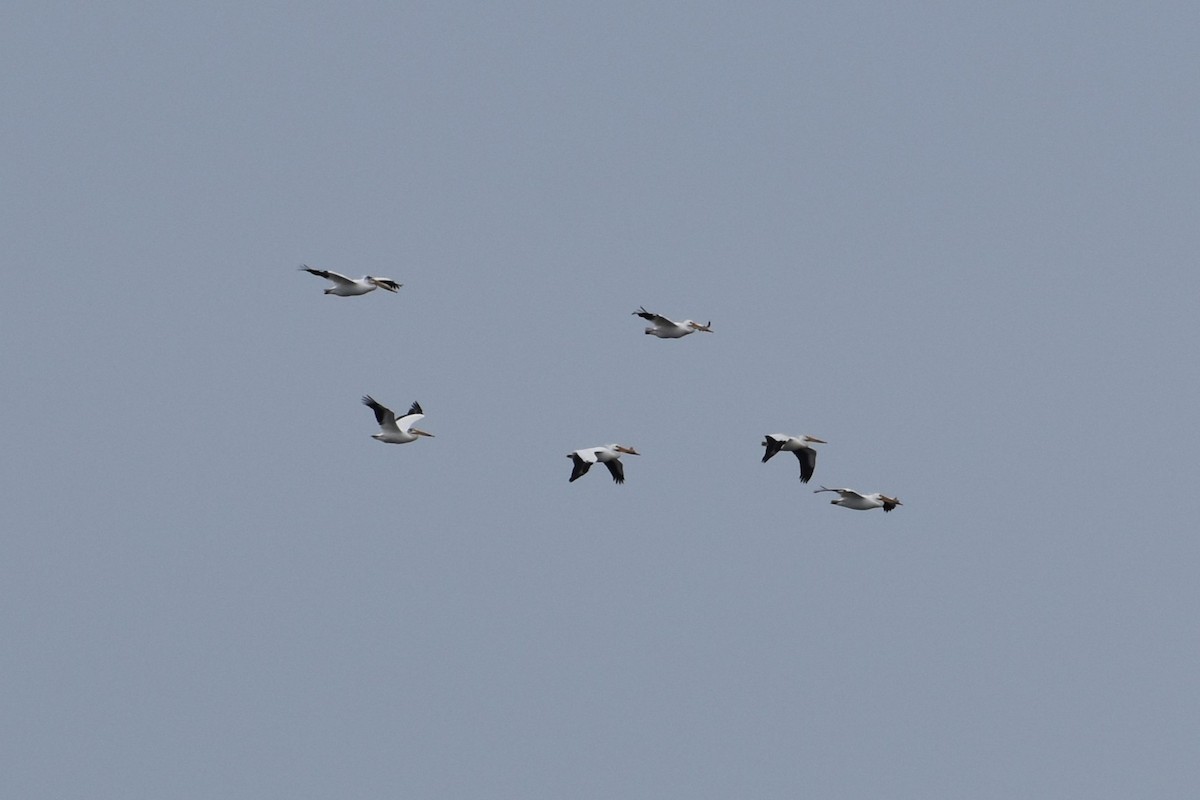 pelikán severoamerický - ML619671881