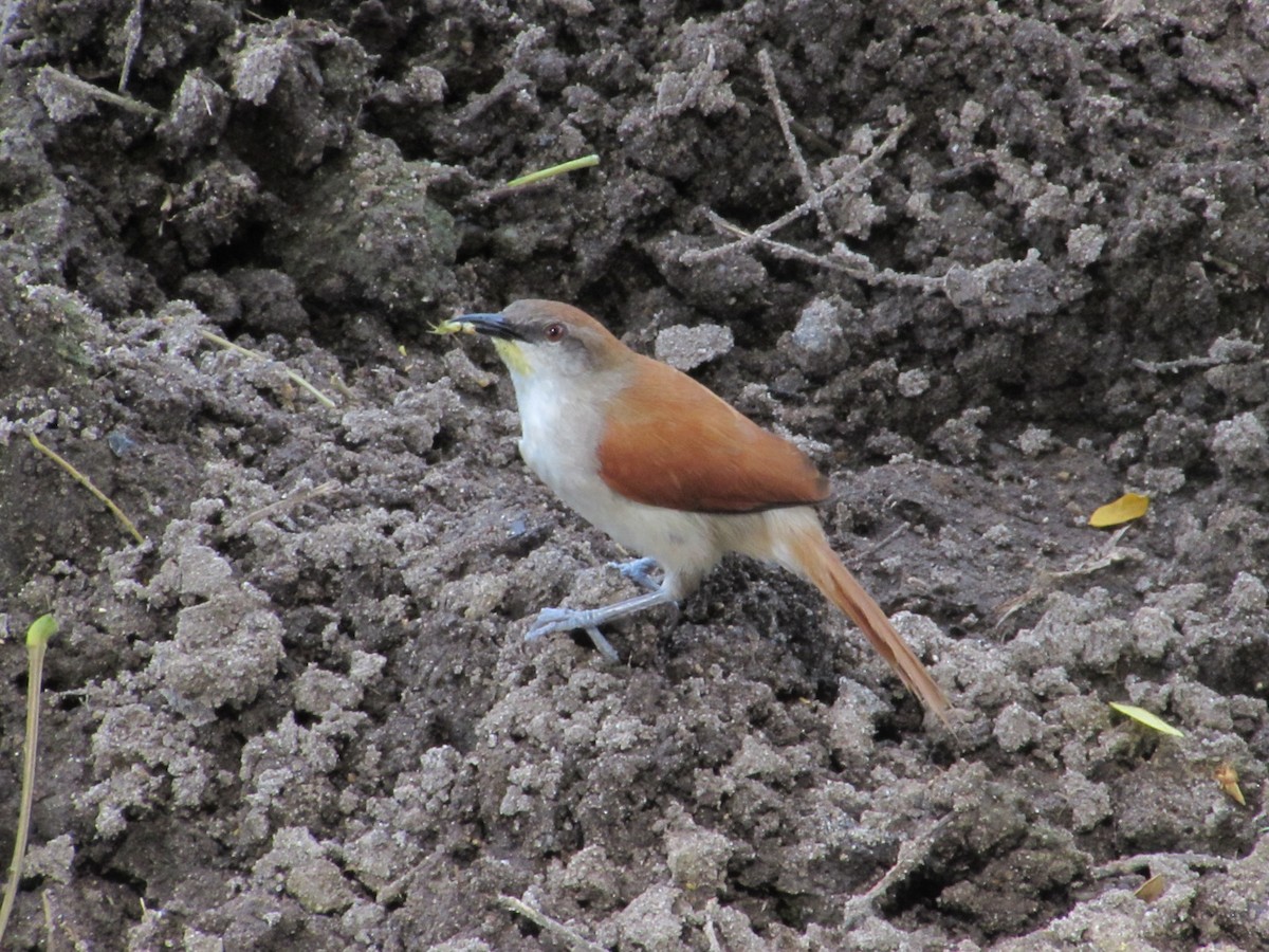 Yellow-chinned Spinetail - ML619671923