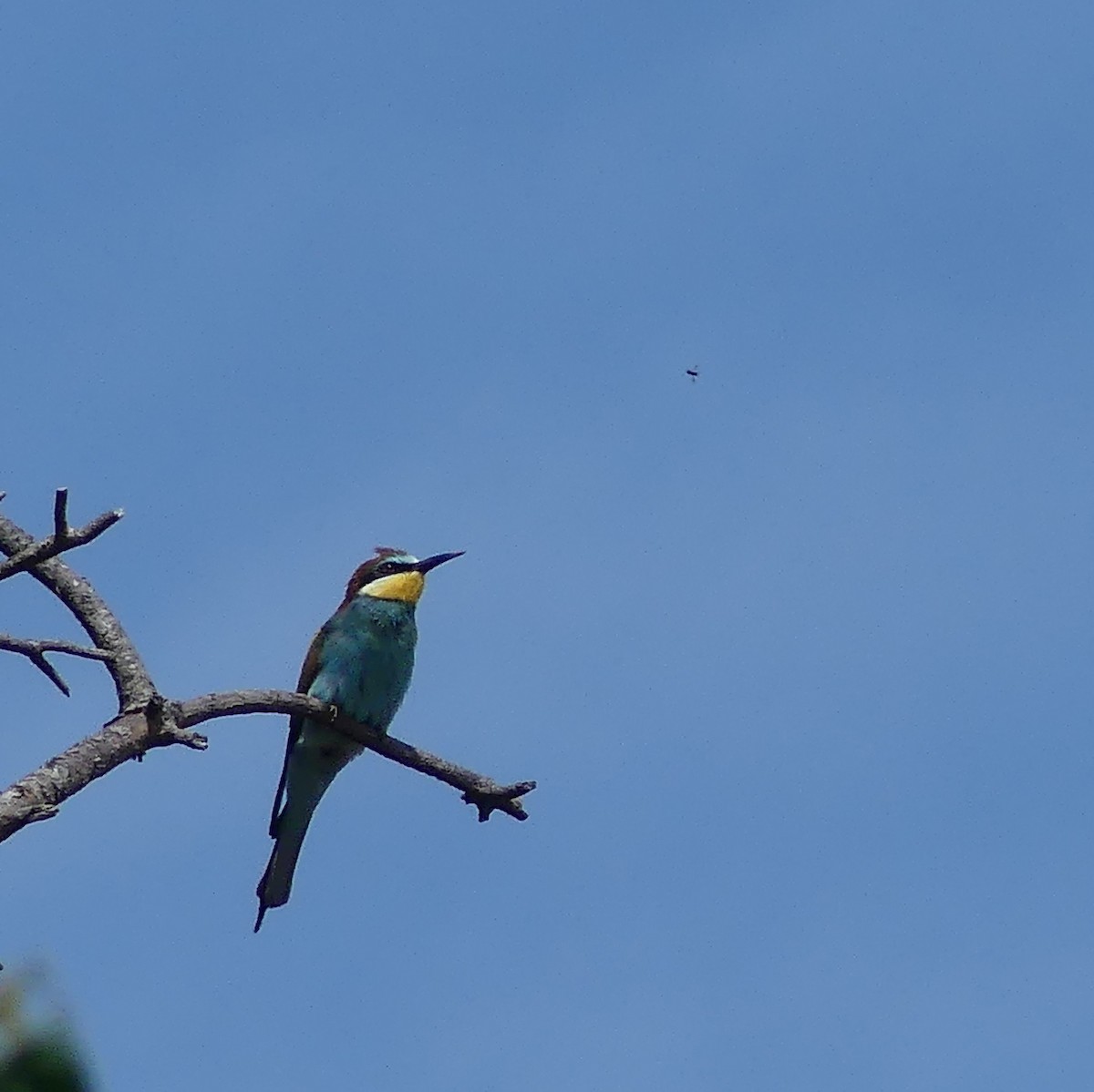 European Bee-eater - ML619671986