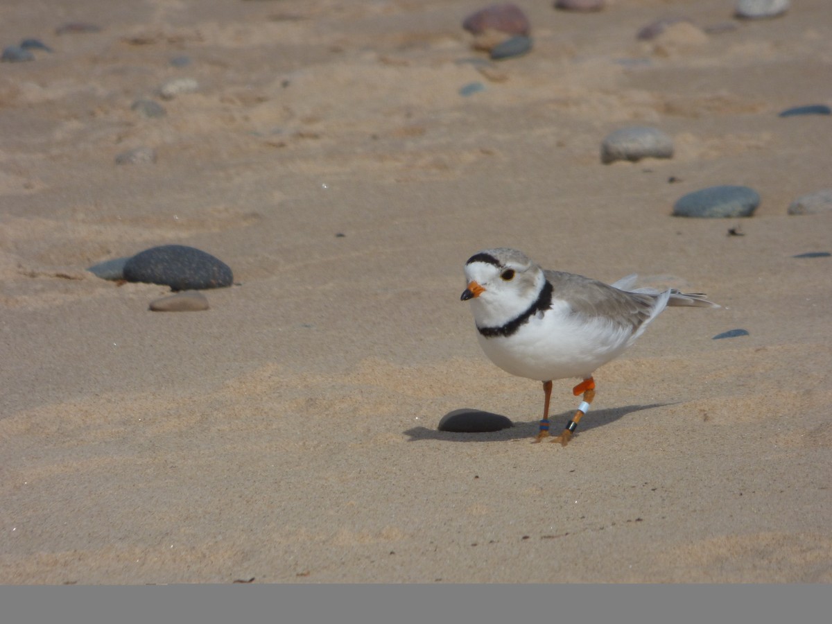 Piping Plover - ML619672014