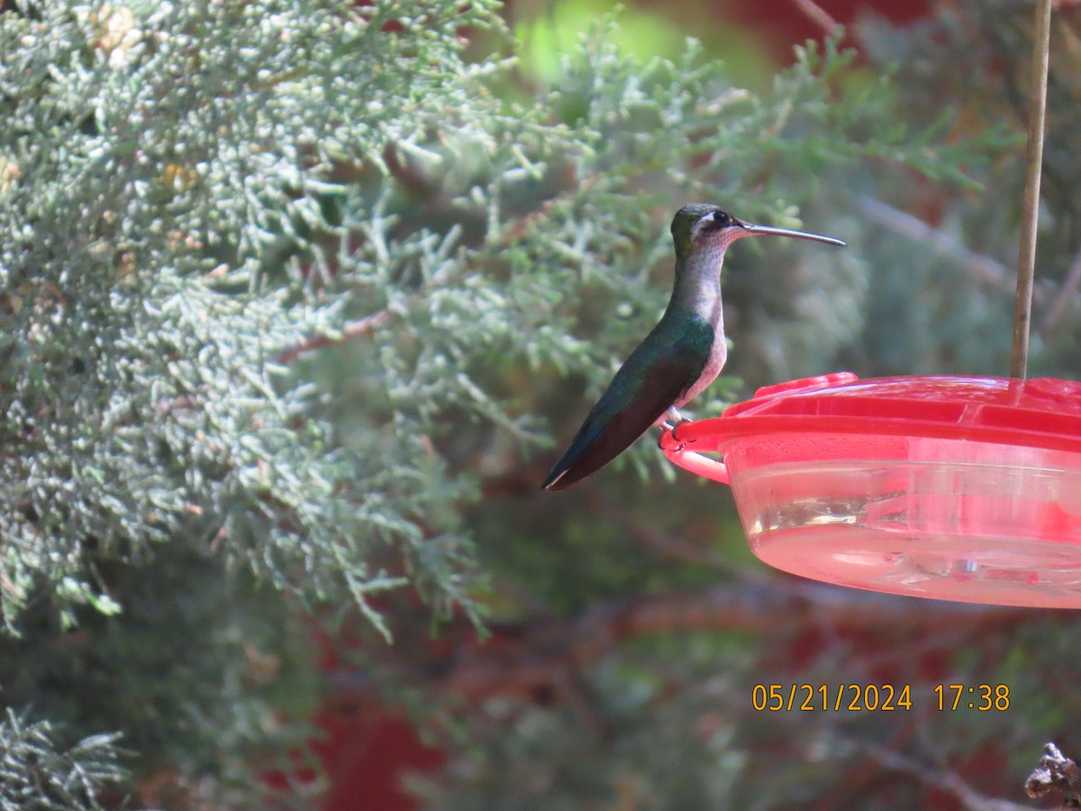 Rivoli's Hummingbird - ML619672015