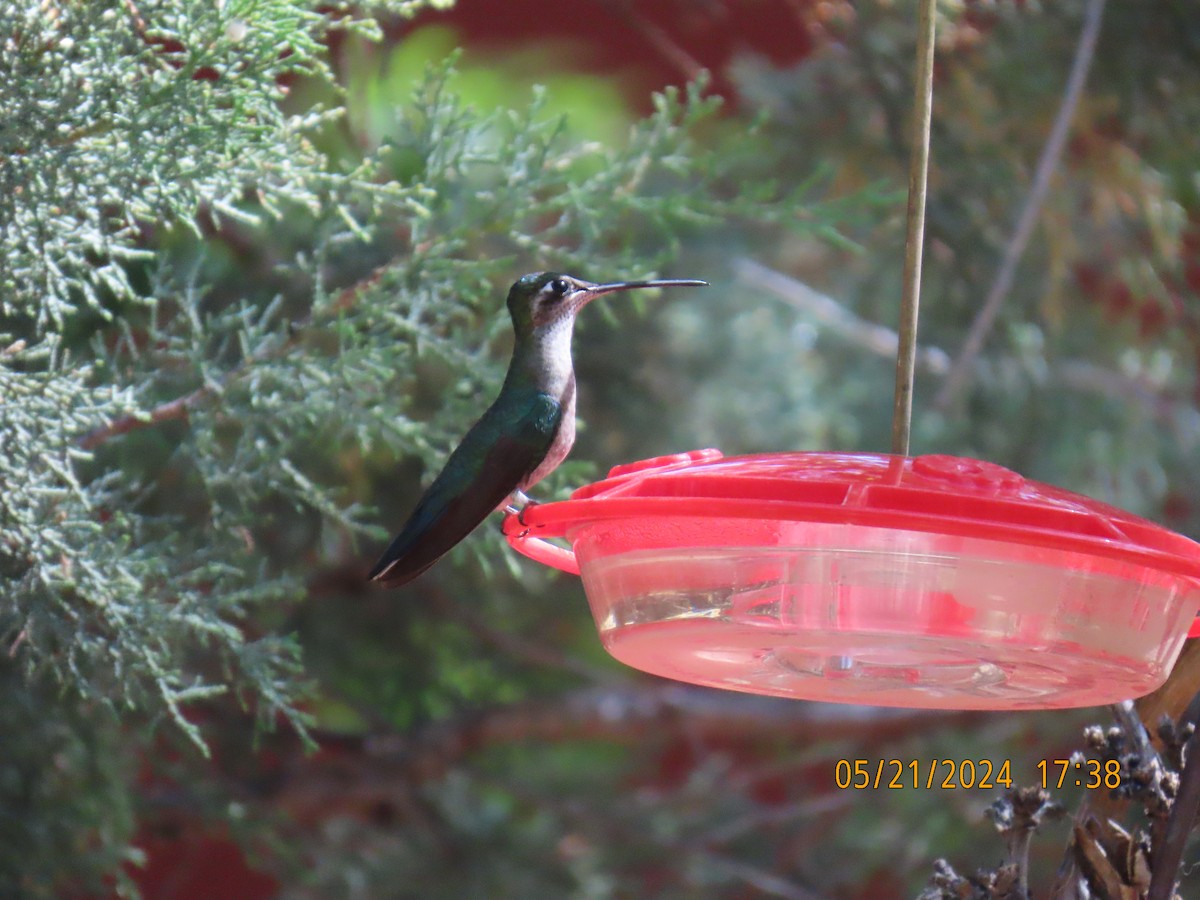 kolibřík skvostný - ML619672028
