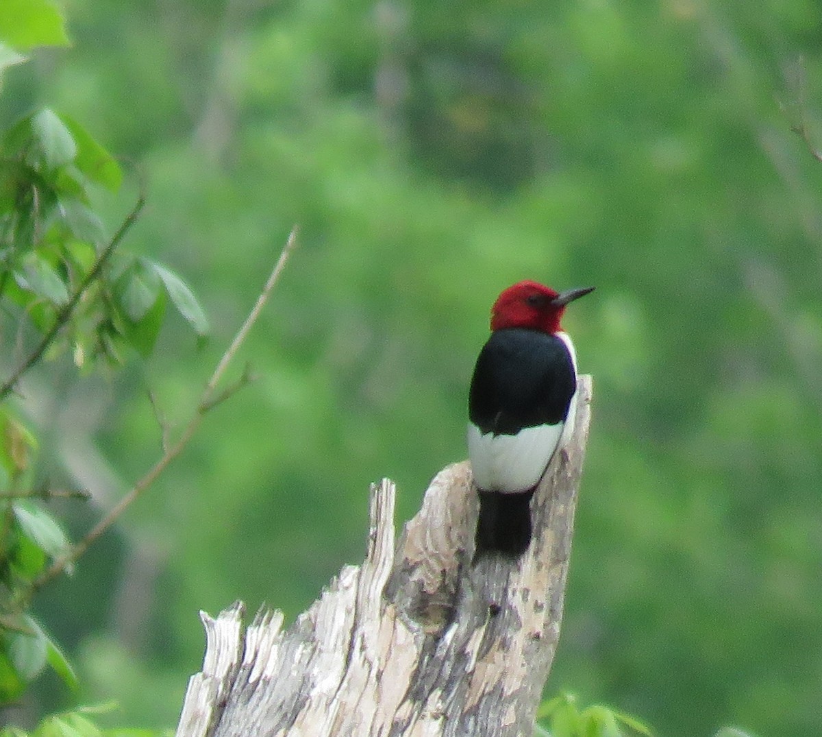 Red-headed Woodpecker - ML619672098
