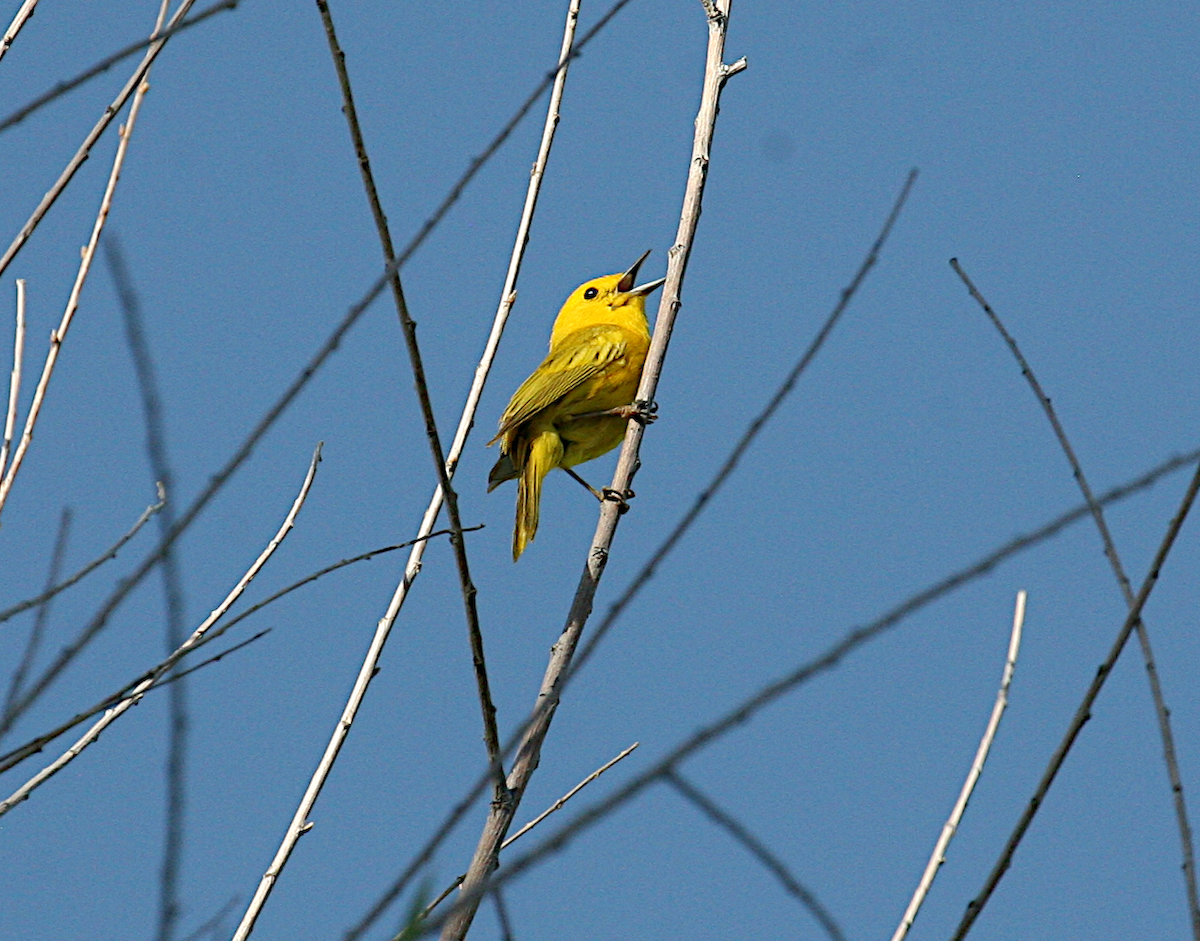 Yellow Warbler - ML619672119