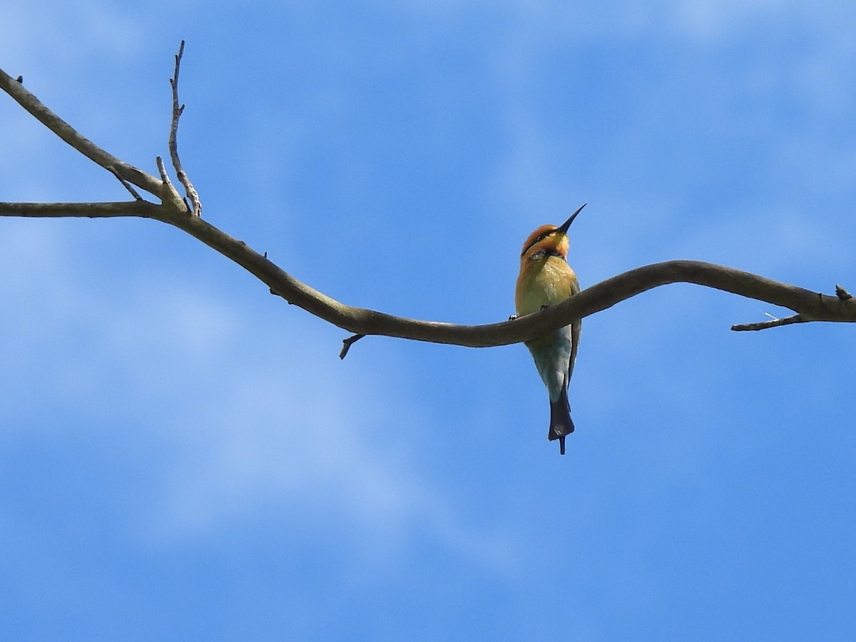 Rainbow Bee-eater - ML619672152