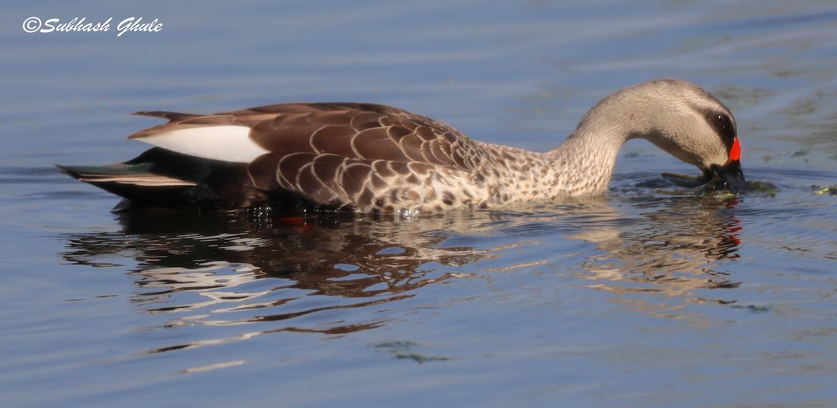 Indian Spot-billed Duck - ML619672155