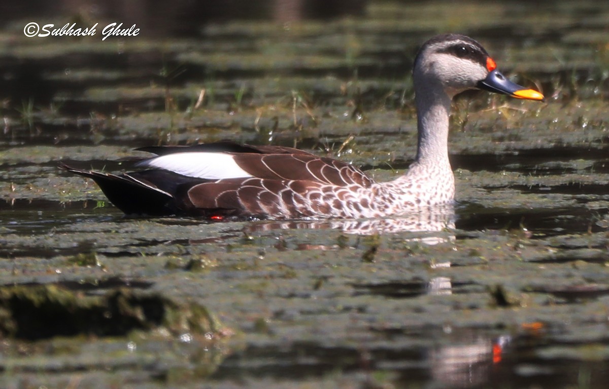 Indian Spot-billed Duck - ML619672156